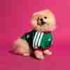 Equipacion México Para Mascotas 2026